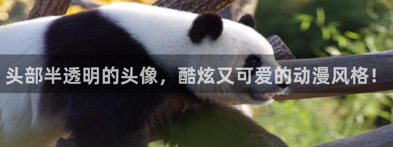 coco动漫天堂：头部半透明的头像，酷炫又可爱的动漫风格！